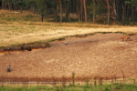 Zeearend (Haliaeetus albicilla) daagt vos (Vulpes vulpes) ui